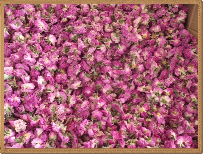 kurutulmuş gül gölge kurusu