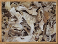 kurutulmu istiridye mantarı